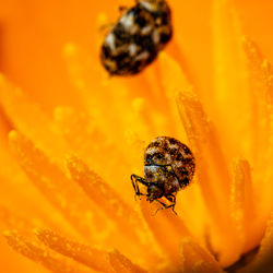 Carpet beetles feeding on pollen of california poppy flowers.