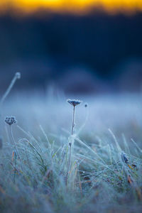 Gilded frost. autumn's captive bloom embraces the sunrise. northern europe during autumn.