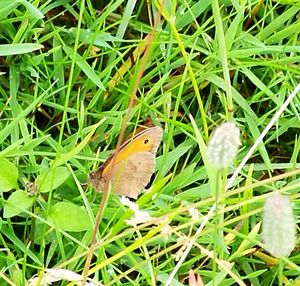 High angle view of bird perching on grass