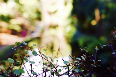 Close-up of flower tree