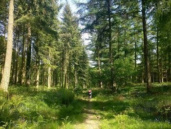 Rear view of woman amidst trees in forest