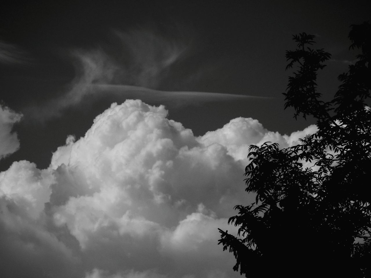 low angle view, sky, tree, beauty in nature, cloud - sky, tranquility, nature, scenics, tranquil scene, cloudy, silhouette, cloud, growth, weather, high section, idyllic, treetop, outdoors, overcast, no people