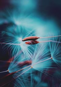 Close-up of dandelion against black background