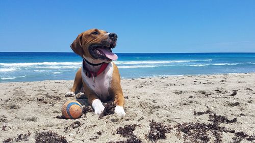 Dog on sand at beach against clear blue sky