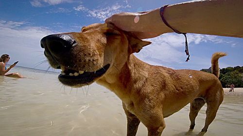 Dog standing on land against the sky