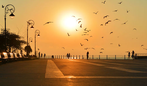Flock of birds flying in sky