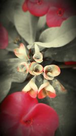 Close-up of flowers against blurred background