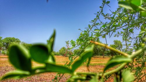 Plants growing on field against clear sky