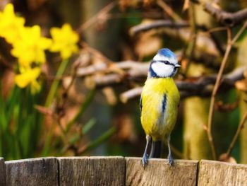 Close-up of bluetit perching on wooden plank