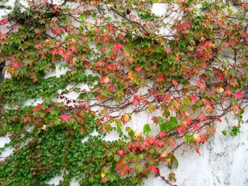 High angle view of maple leaves on tree