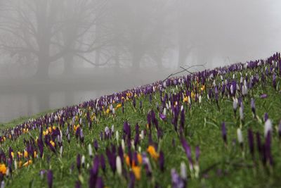 Purple flowers against sky