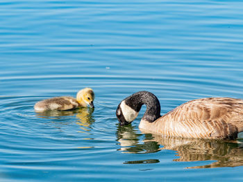 Ducks swimming in lake