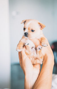 Low section of person holding puppy