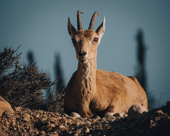 Portrait of deer on field