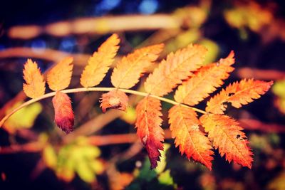 Close-up of autumnal leaves on tree