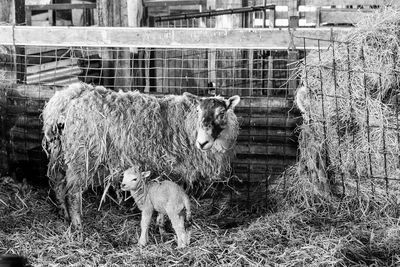 Sheep grazing on field
