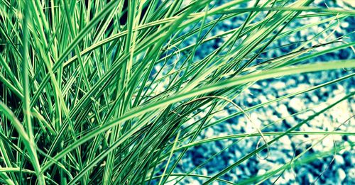 Close-up of plants growing on field