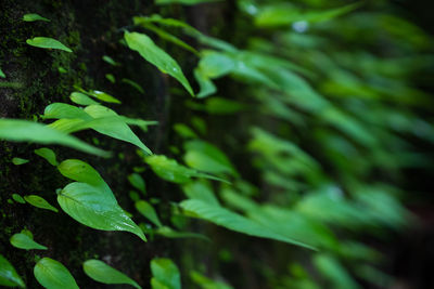 Close-up of green leaves