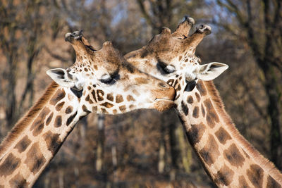 Giraffe in zoo