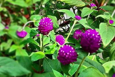 Close-up of pink flowers