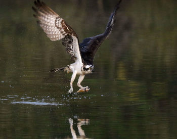 Bird flying over lake