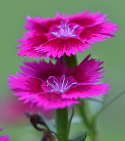 Close-up of pink flower blooming outdoors