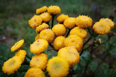 Close-up of yellow flowers blooming outdoors