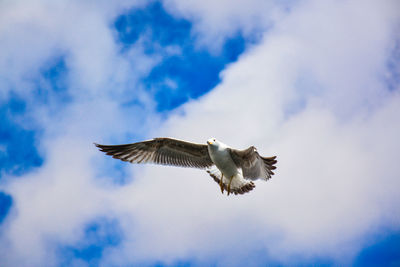 Low angle view of seagull flying against sky