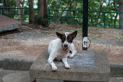 Portrait of dog sitting on staircase