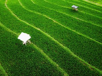 The beauty of the panorama terracing of the green and fertile rice fields of indonesia 