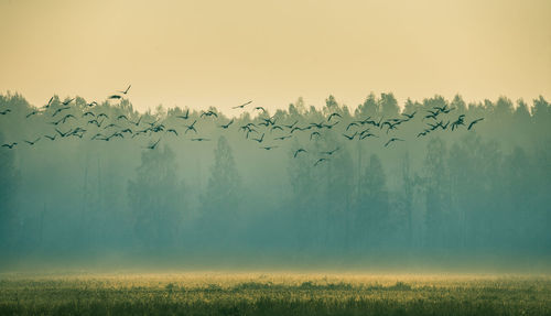 Beautiful flock of migratory goose during the sunrise near the swamp in misty morning. 