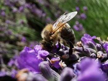 Close-up of insect on purple flower