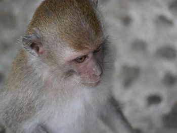 Close-up of monkey