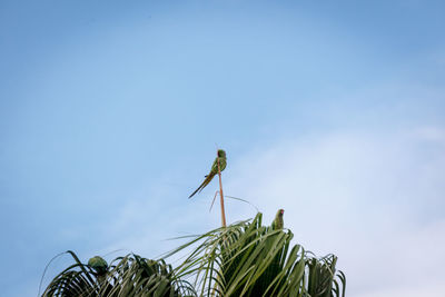 Low angle view of insect on plant against sky