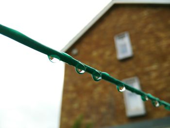 Close-up of twigs against blurred background