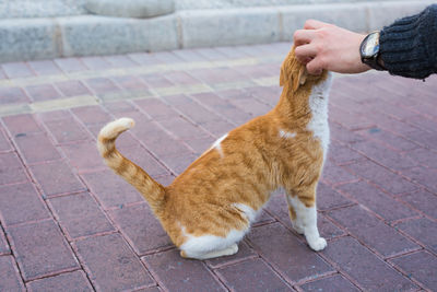 Full length of hand holding cat on footpath