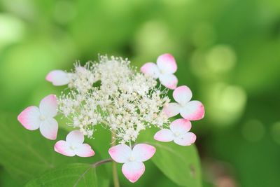 Close-up of pink flower