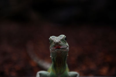 Close-up of lizard