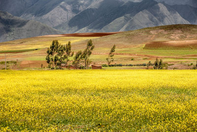 Scenic view of agricultural field, sacred valley, peru