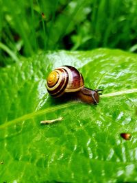 Close-up of snail