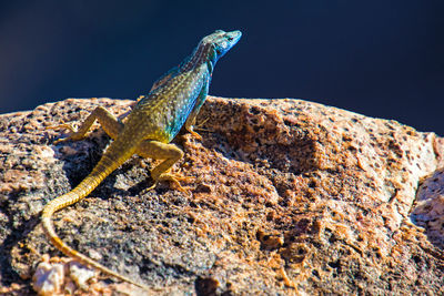 Close-up of lizard on rock