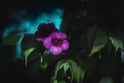 Close-up of flowers blooming outdoors