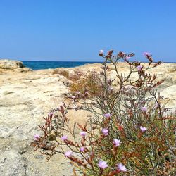 Scenic view of sea against clear sky