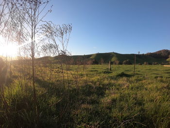 Scenic view of field against clear sky