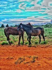 Horses in a field