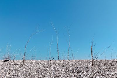 Scenic view of field against clear blue sky