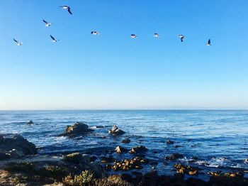 Birds flying over sea against clear sky