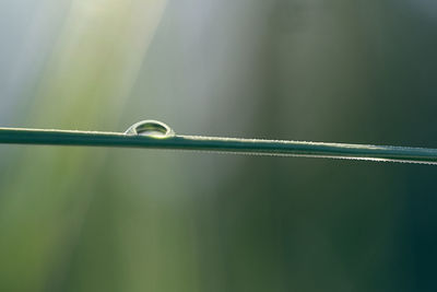 Close-up of raindrops on plant