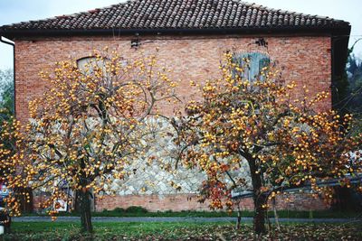 Trees and plants growing outside house during autumn