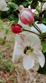 Close-up of white flower on plant